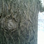 20090125_009