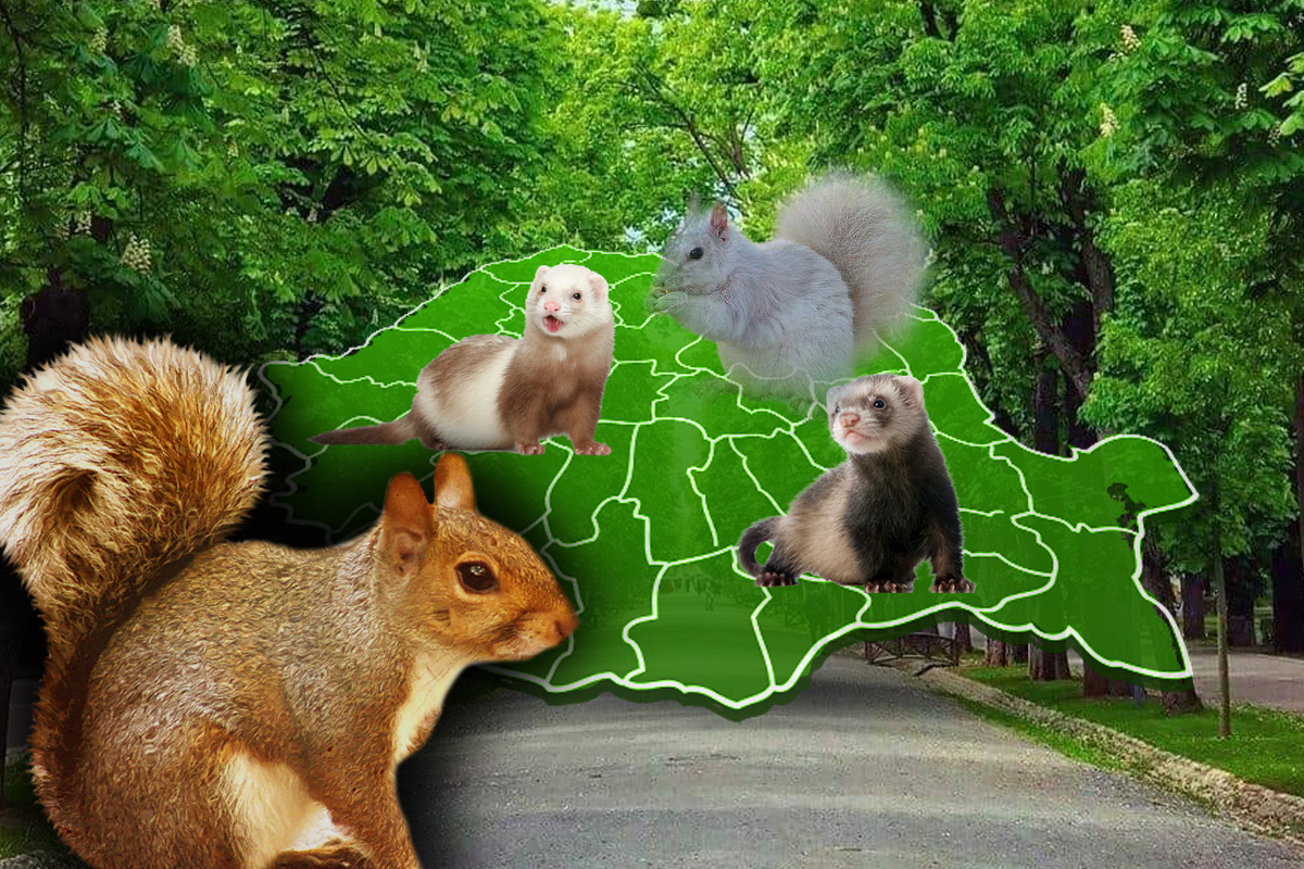 Animalul extrem de rar care trăiește în România. Sunt foarte puține ...