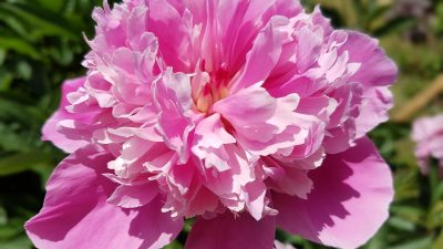 Flori de bujori mari cât palma. Ingredientul natural care se presară peste boboci