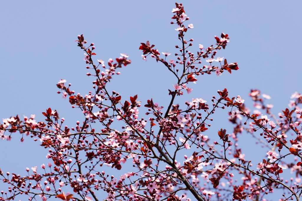 Prognoza meteo până în mai. Vremea aduce surprize mari până la finalul primăverii