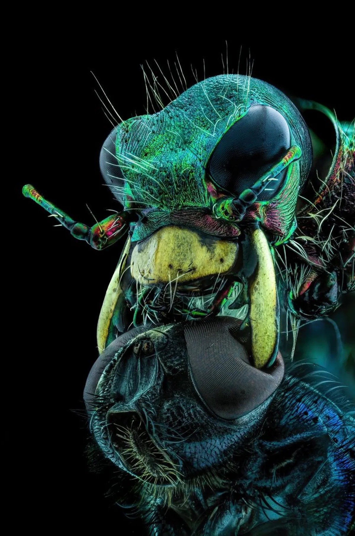 A fly under the chin of a tiger beetle. Image credit: Murat Öztürk/Nikon Small World Photomicrography Competition 2022