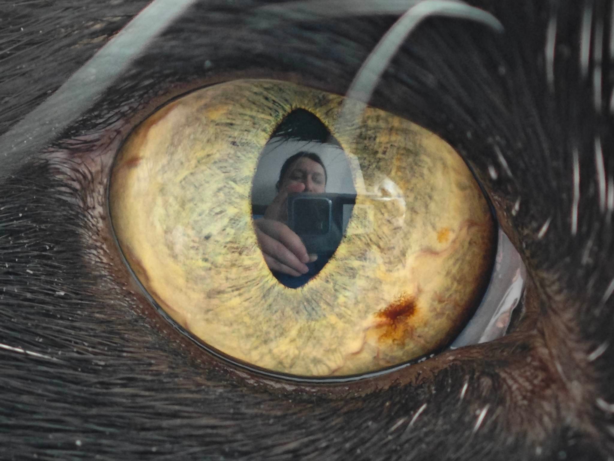 review-xiaomi-13-pro-lansare-oficiala-playtech-ro-iulia-kelt (1)