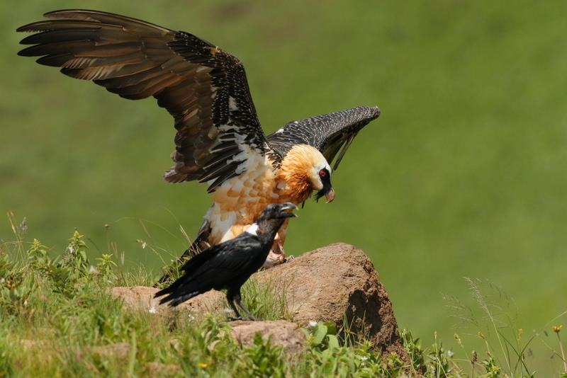 Flora și fauna din Parcul Național Sehlabathebe, Lesotho, sunt printre cele mai variate și fascinante din regiune.