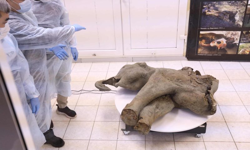 Pui Mamut descoperit Siberia 1