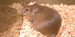 O proteină care ajută limfomul să supraviețuiască poate fi întoarsă împotriva cancerului. Tumorile au dispărut la șoareci în 11 zile