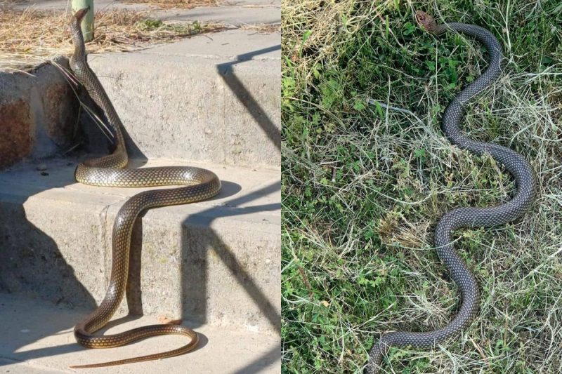 Șerpii din Parcul Bâtca