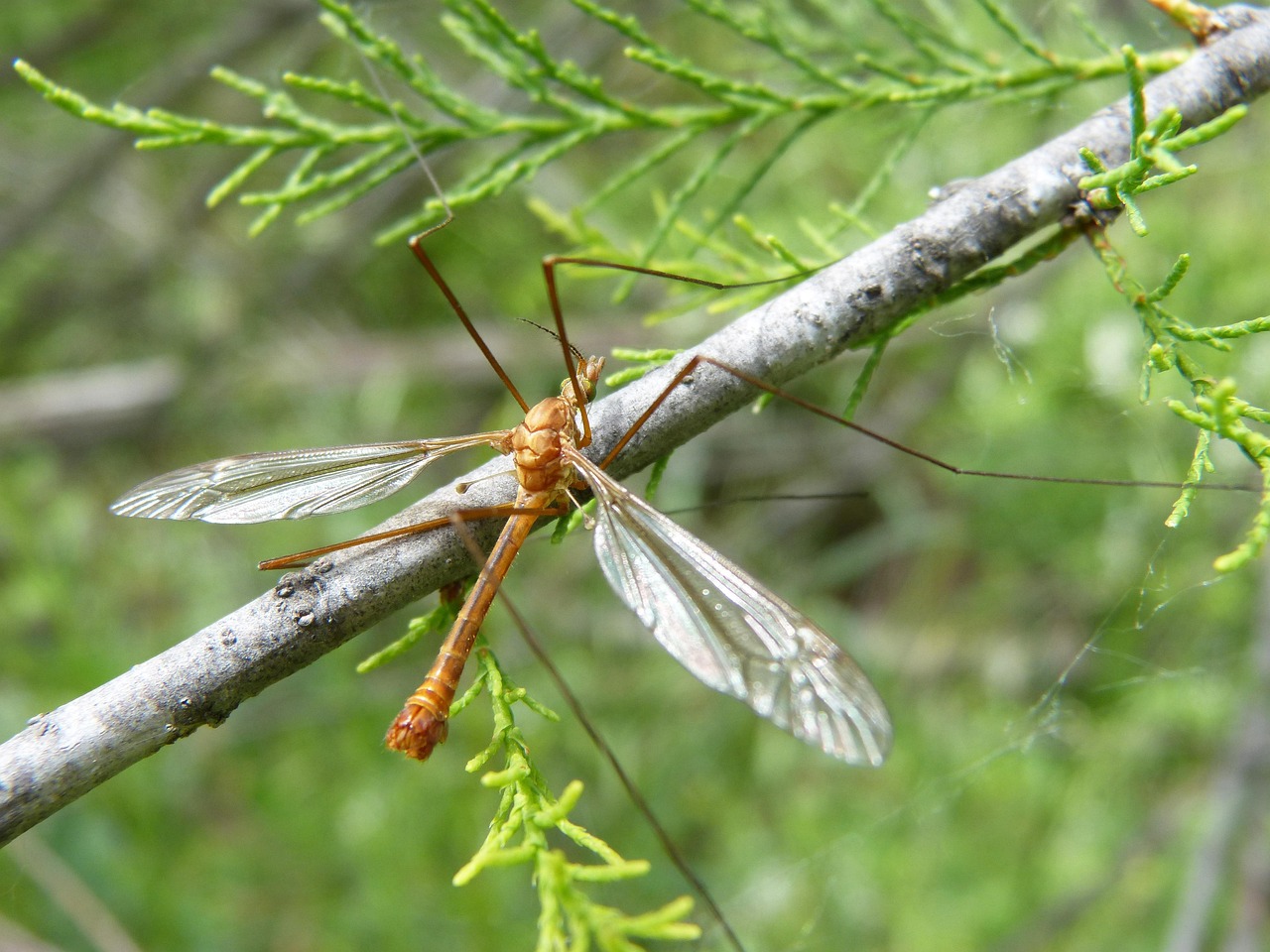 Titli Insect De ce nu trebuie să omori niciodată această insectă. Ce este de fapt ...
