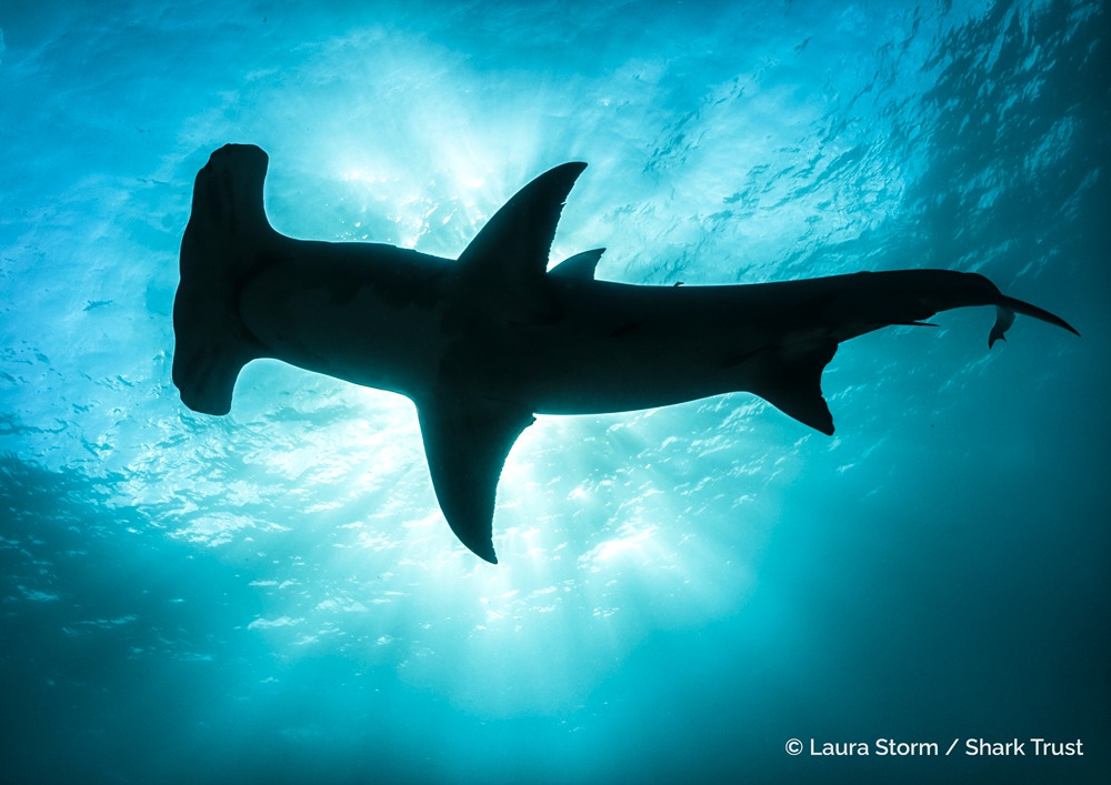 Laura Storm / Shark Trust