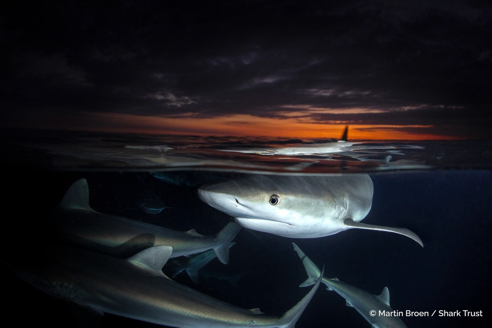 Martin Broen / Shark Trust