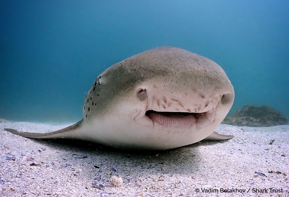 Vadim Belakhov / Shark Trust