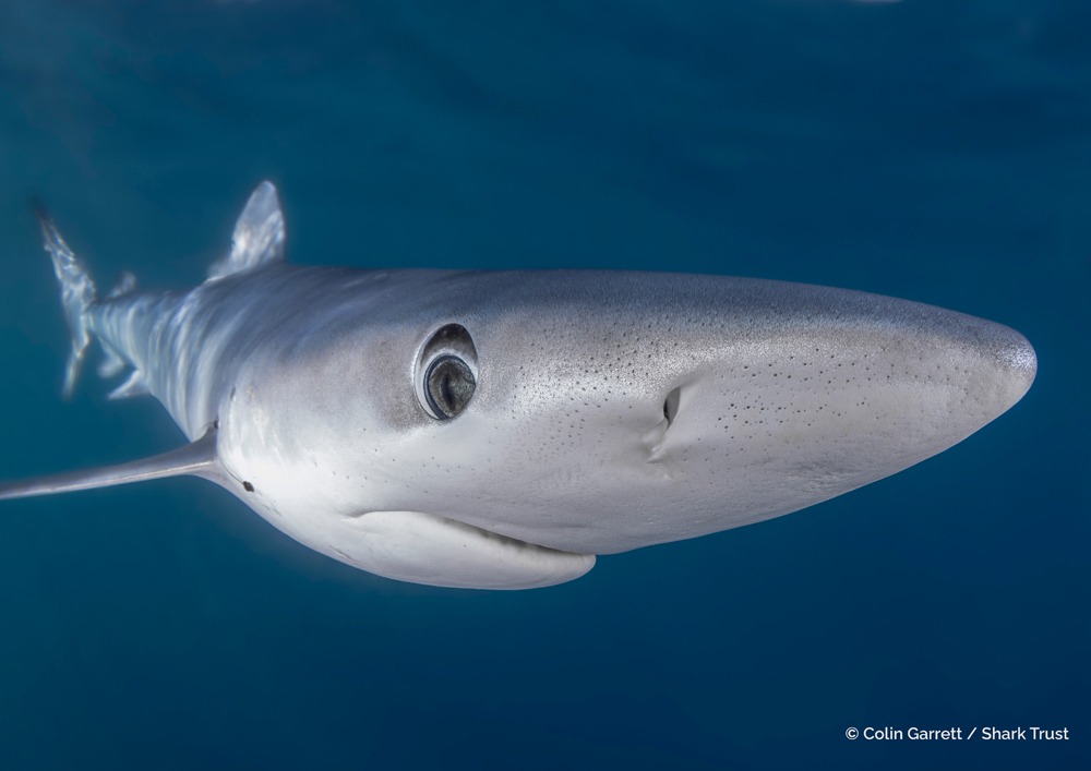 Colin Garrett / Shark Trust