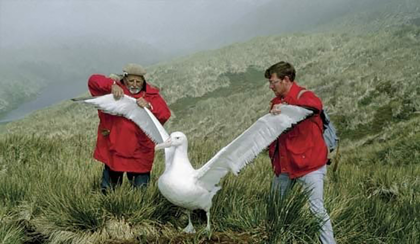 Specia este vulnerabilă din cauza reproducerii lente, capturilor accidentale în pescuit și poluării, dar măsuri simple adoptate de flote pot reduce mortalitatea.