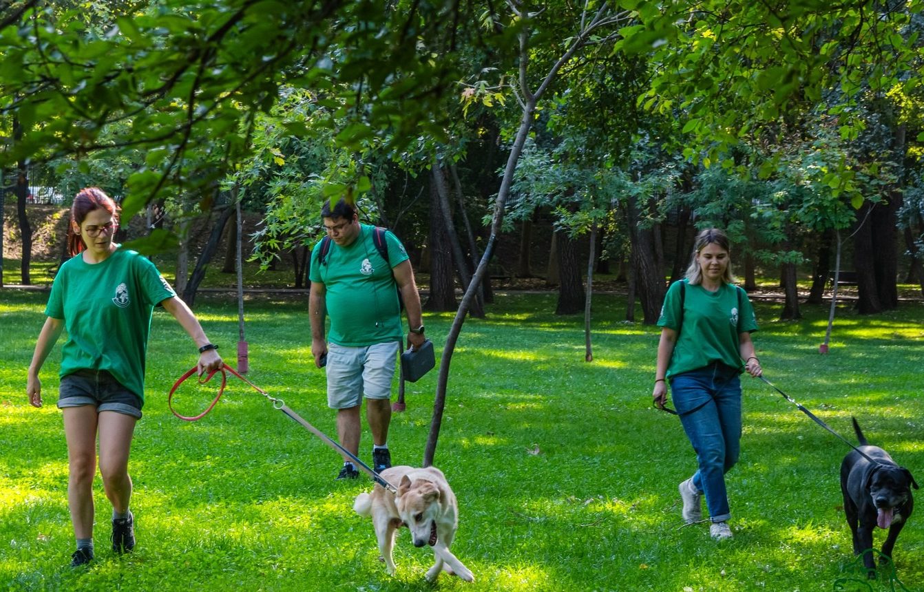interviu adapostul speranta delia darabana despre animalele nimanui 6