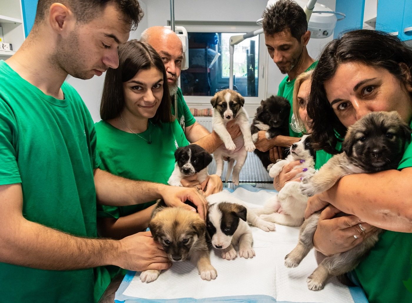 interviu adapostul speranta delia darabana despre animalele nimanui 6