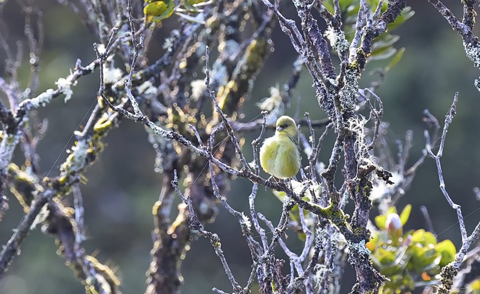 Pasare salvata tantari Hawaii