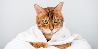 Cele mai energice rase de pisici. Micuţele feline sunt mereu dornice de joacă