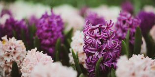 Cum plantezi zambilele în grădină după ce se ofilesc. Momentul potrivit pentru mutarea lor în pământ