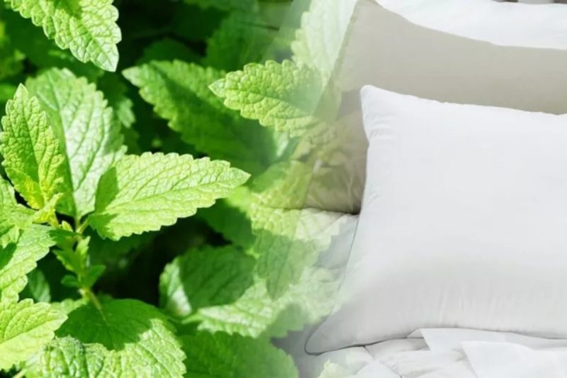 De ce să pui câteva frunze de mentă sub pernă înainte de somn. Europenii folosesc acest truc din ce în ce mai des
