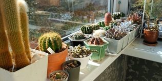 De ce să pulverizezi oțet pe balcon. Trucul simplu pe care multe gospodine îl folosesc primăvara și vara