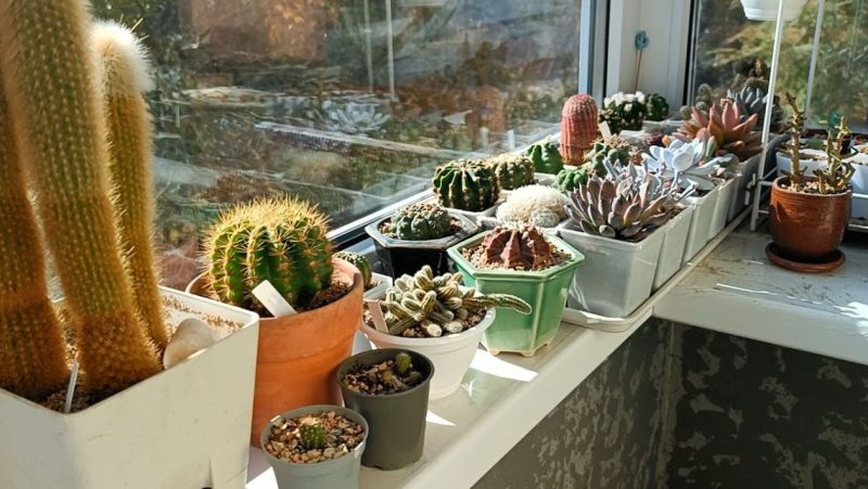 De ce să pulverizezi oțet pe balcon. Trucul simplu pe care multe gospodine îl folosesc primăvara și vara