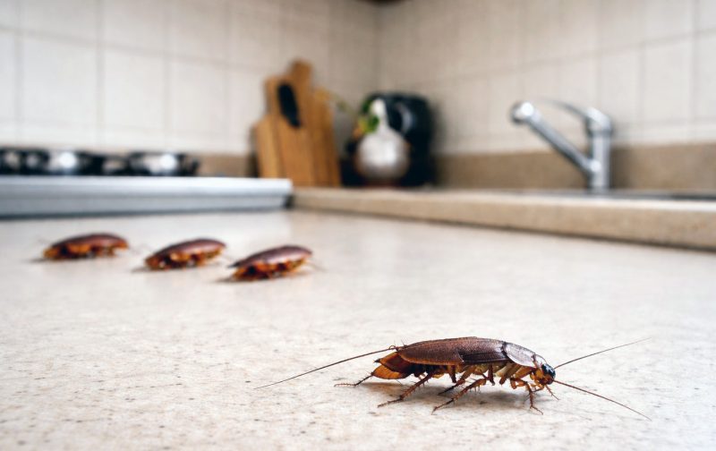 Aparatul din bucătărie care e cuib pentru gândaci. Mulți îl folosesc zilnic fără să-și dea seama