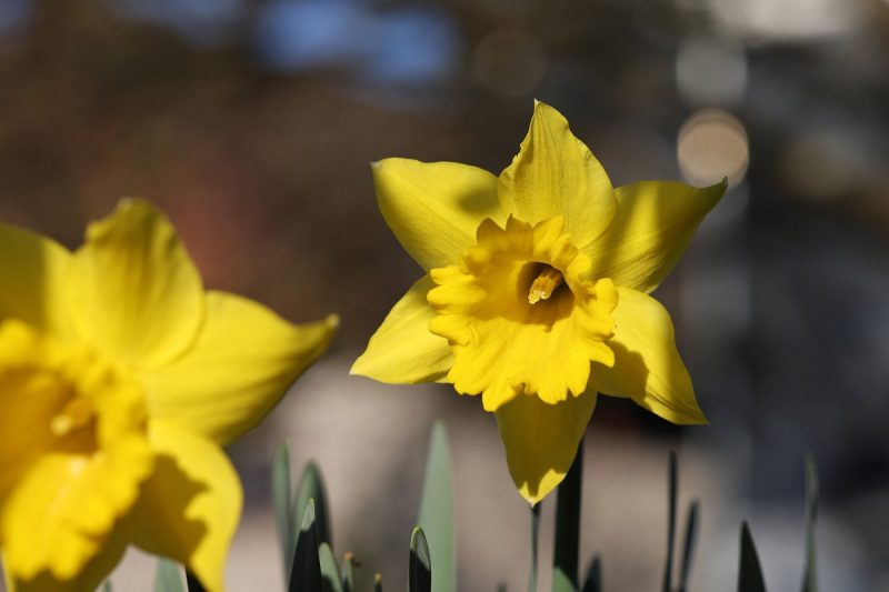 Trucul de grădinărit care face ca narcisele din grădină să reziste zile în şir înflorite. Vor înfrumuseţa curtea mult mai mult timp