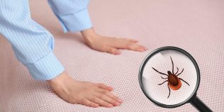 Unde pot sta ascunse ploșnițele în locuință. Locurile din casă care pot fi infestate fără să știi