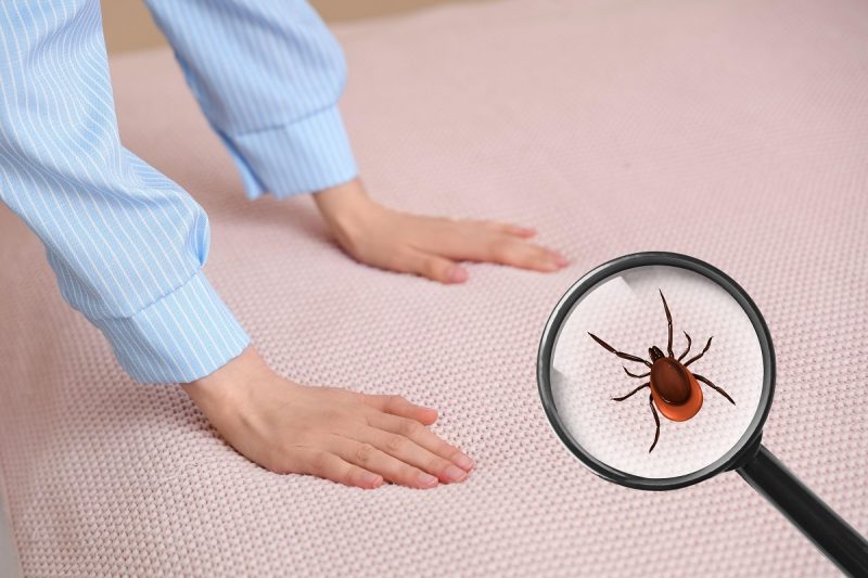 Unde pot sta ascunse ploșnițele în locuință. Locurile din casă care pot fi infestate fără să știi