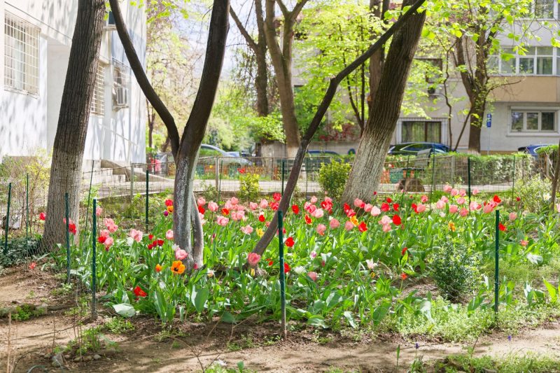 Poți fi amendat dacă ai plantat flori sau arbuști în jurul blocului? Detalii importante pentru locatari