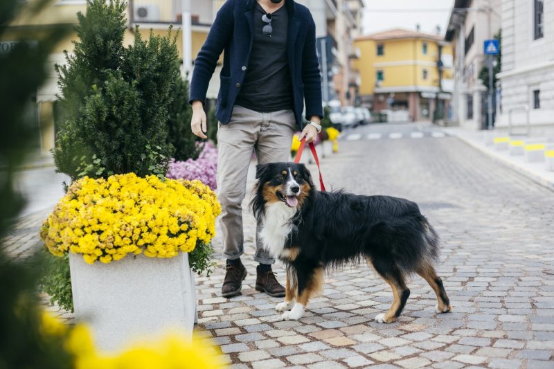 Ce amendă riști dacă nu cureți după câine pe domeniul public. Sumele pot ajunge la mii de lei