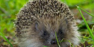 Ultrasunetele ar putea salva aricii de pe șosele: descoperirea care le-ar putea reduce moartea pe drumurile din Europa