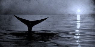 Sunetul din 1949 schimbă tot: cea mai veche înregistrare a cântecului unei balene, redescoperită