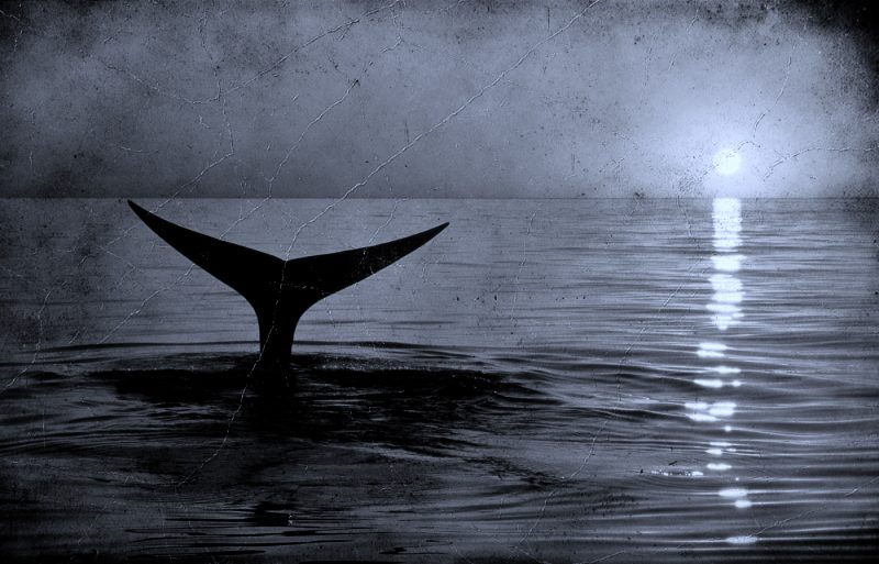 Sunetul din 1949 schimbă tot: cea mai veche înregistrare a cântecului unei balene, redescoperită