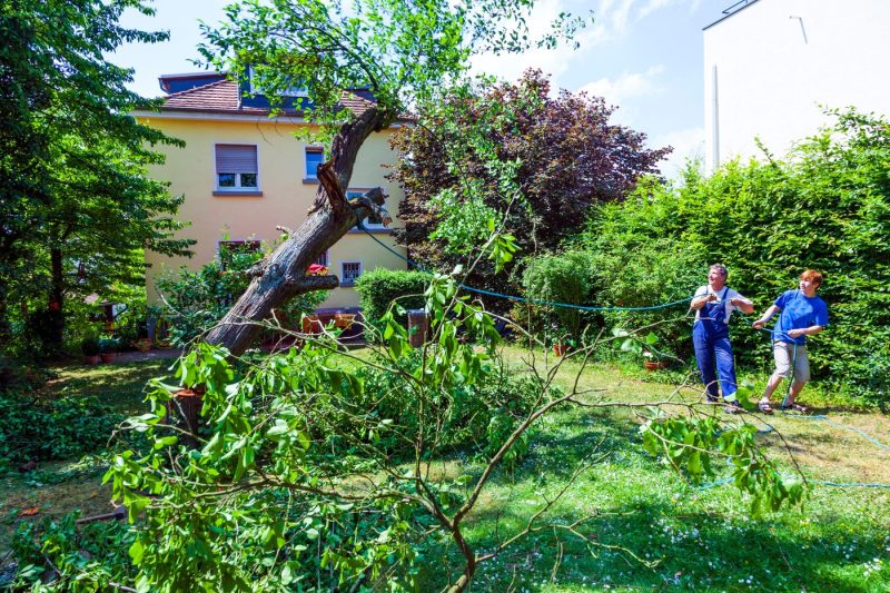 Ai voie să toaletezi copacii din jurul blocului? Mulţi români se apucă de curăţenie în acest sezon fără să cunoască legea