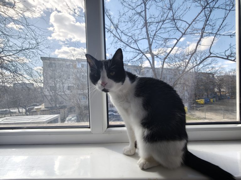 Cum îți ajuți pisica să trăiască mai mult, conform unui studiu: practica ce te ajută să petreci mai mulți ani cu ea