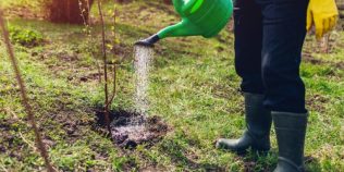 Lucrările care se fac în livadă la jumătatea lunii martie în România. Ce trebuie să facă pomicultorii pentru o recoltă bogată