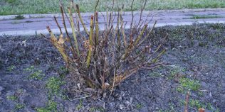 Cum să tai trandafirii primăvara pentru flori bogate în vară. Trebuie să fii atent la muguri