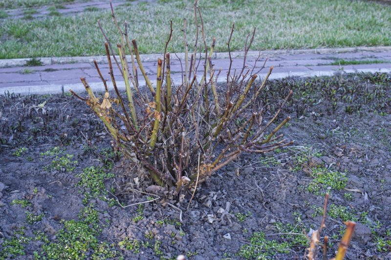 Cum să tai trandafirii primăvara pentru flori bogate în vară. Trebuie să fii atent la muguri