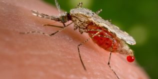Proteina care ar putea schimba lupta cu malaria: descoperirea ce deschide drumul unor tratamente mai precise