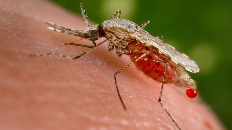 Proteina care ar putea schimba lupta cu malaria: descoperirea ce deschide drumul unor tratamente mai precise