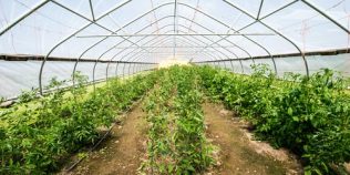 La ce temperatură se plantează roșiile și ardeii în solar. Câte grade trebuie să aibă solul pentru a nu suferi răsadurile