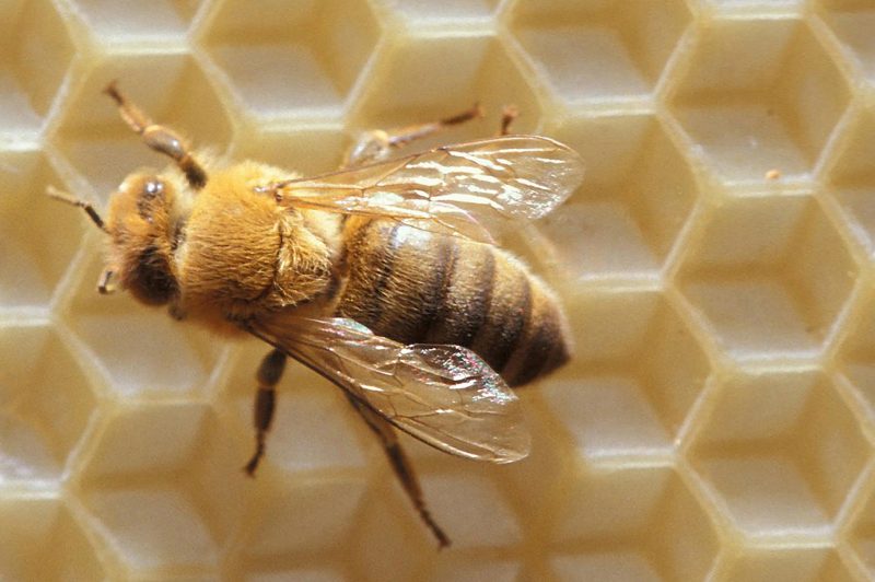 Descoperirea unei substanțe produse de albine care ar putea preveni cicatricile