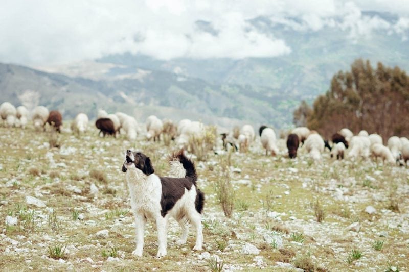Cum te protejezi de câinii de stână pe traseele montane. Sfaturi de la specialişti pentru a fi în siguranţă pe munte