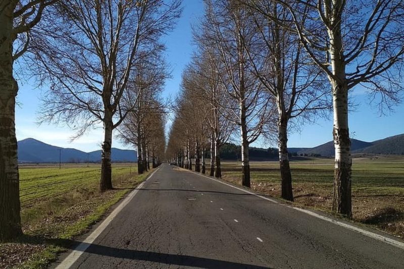 De ce nu mai sunt copaci pe marginea drumurilor din România. Detaliul care stă la baza acestei decizii