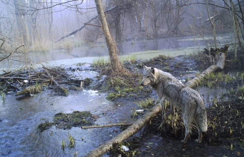 Lupii de la Cernobîl trăiesc și se înmulțesc printre radiații. Secretul ar sta în genetică și îi intrigă pe oamenii de știință