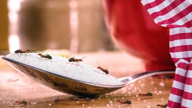Metode uşoare de a scăpa de furnicile din casă sau din grădină. Micile insecte dau mari bătăi de cap