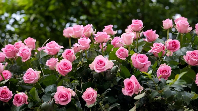 Unde trebuie să tai trandafirii primăvara pentru o înflorire spectaculoasă. Ce trebuie să faci în aprilie