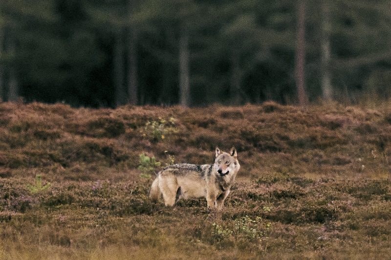 O imagine AI cu un lup trimite un bărbat în fața legii: cazul controversat care a dus la probleme într-o investigație reală