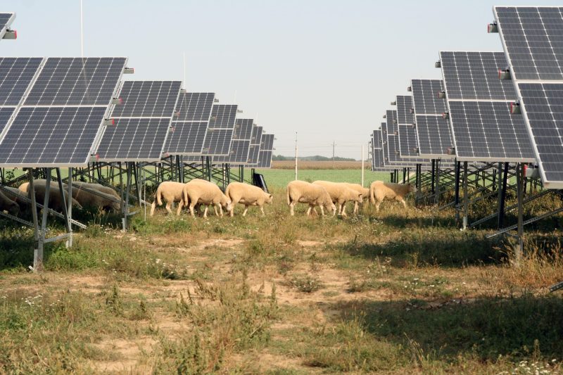 Energia solară a depășit toate celelalte surse într-o premieră globală, iar vestea spune multe și despre viitorul facturilor din România