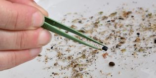 Microplasticele nu sunt atât de „inerte” pe cât se credea. În contact cu apa pot genera molecule reactive cu potențial de a afecta celulele